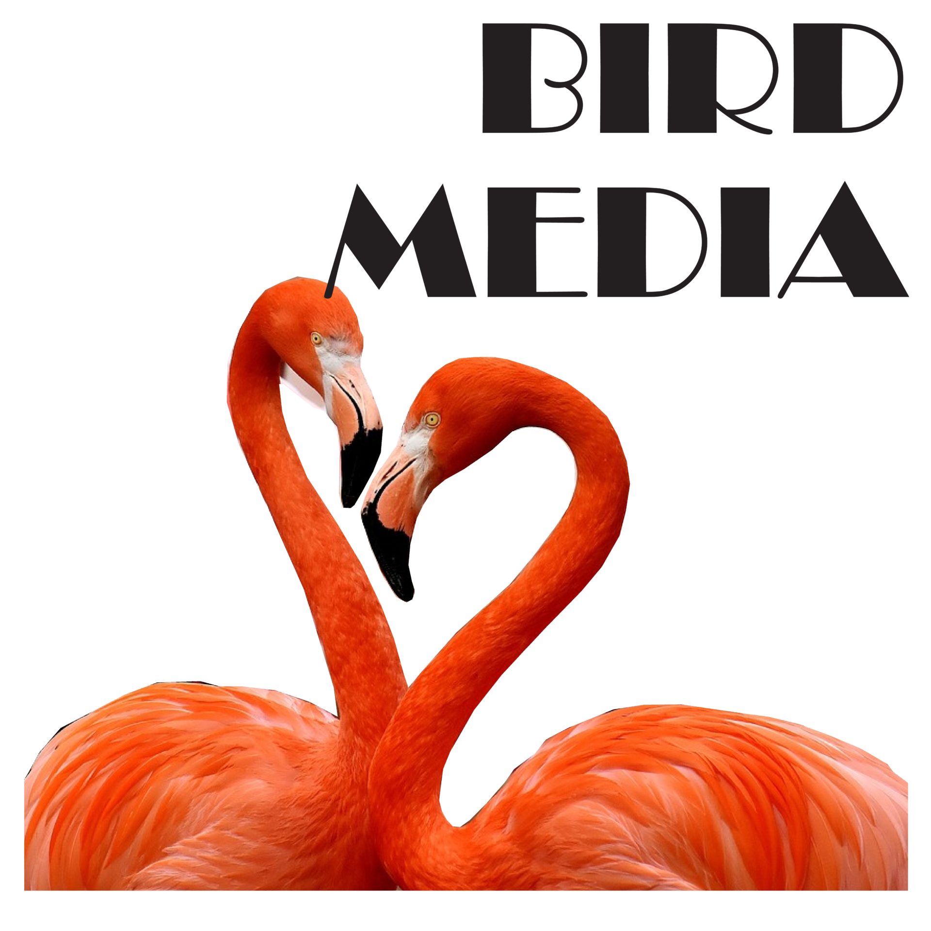 Bird Media